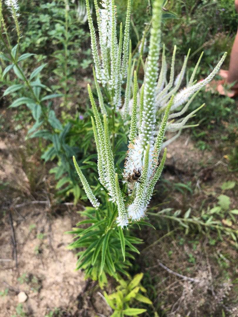 Veronicastrum virginicum - Native BEE-Ginnings