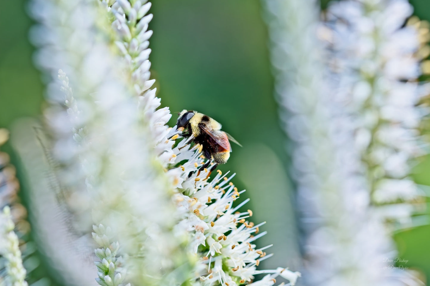 Veronicastrum virginicum - Native BEE-Ginnings