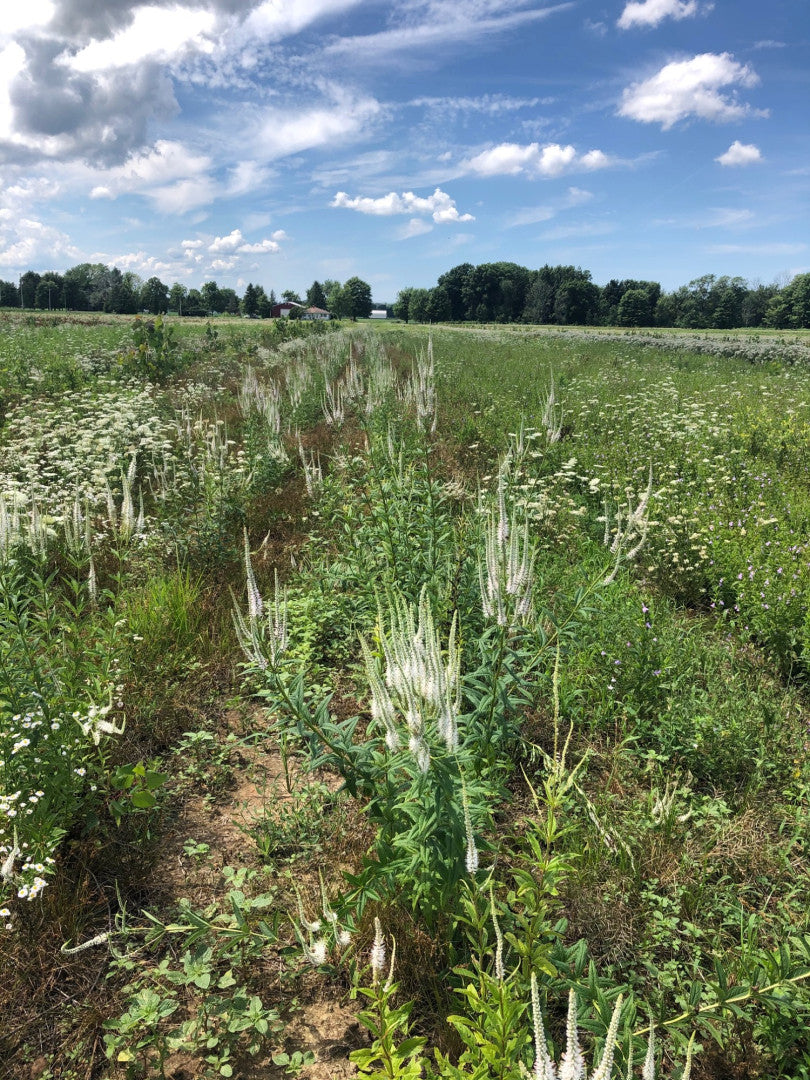 Veronicastrum virginicum - Native BEE-Ginnings