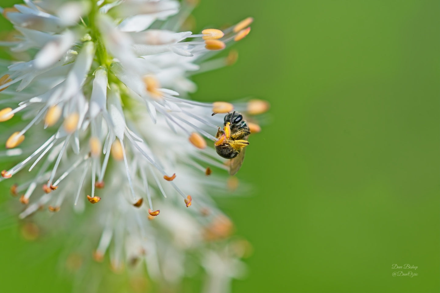 Veronicastrum virginicum - Native BEE-Ginnings