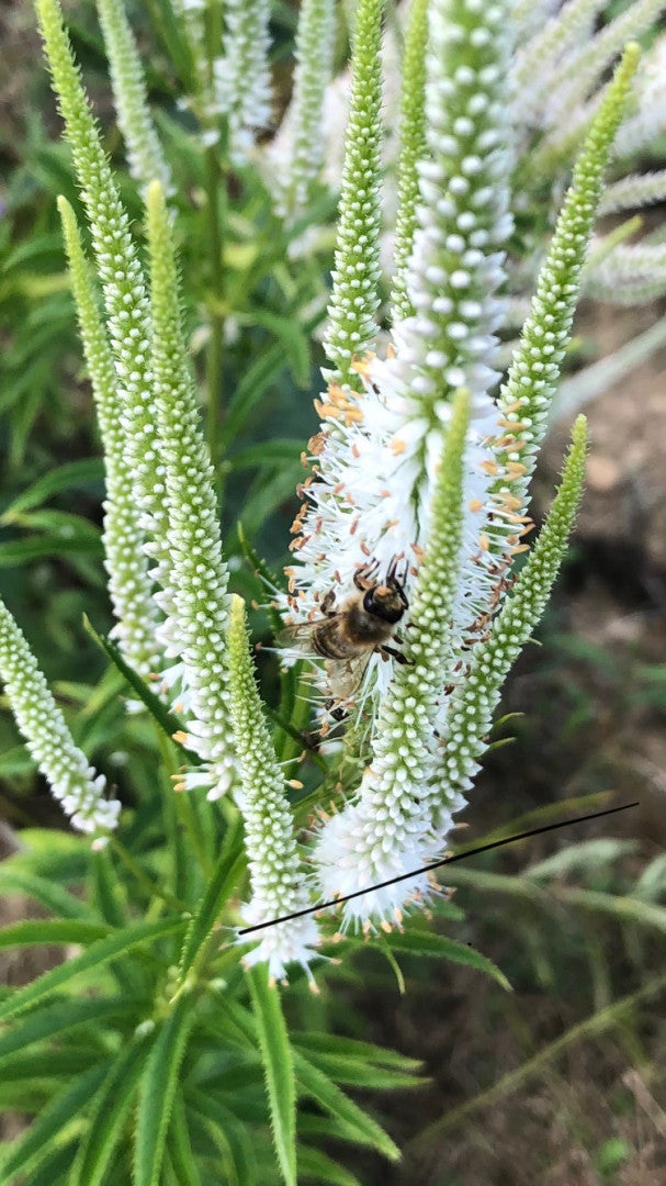 Veronicastrum virginicum - Native BEE-Ginnings