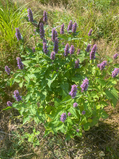 planting agastache seeds Agastache foeniculum