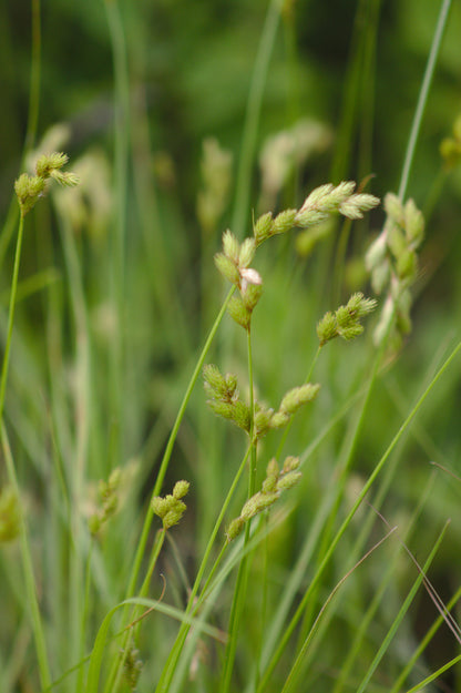 Carex scoparia