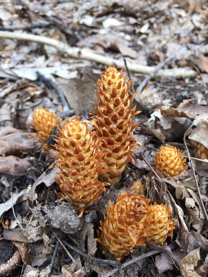 Conopholis americana