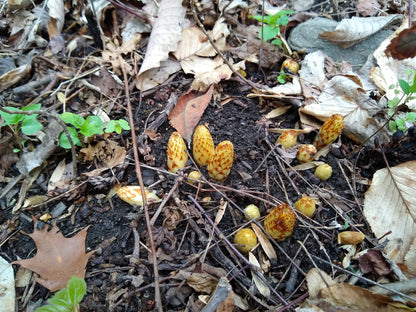 Conopholis americana