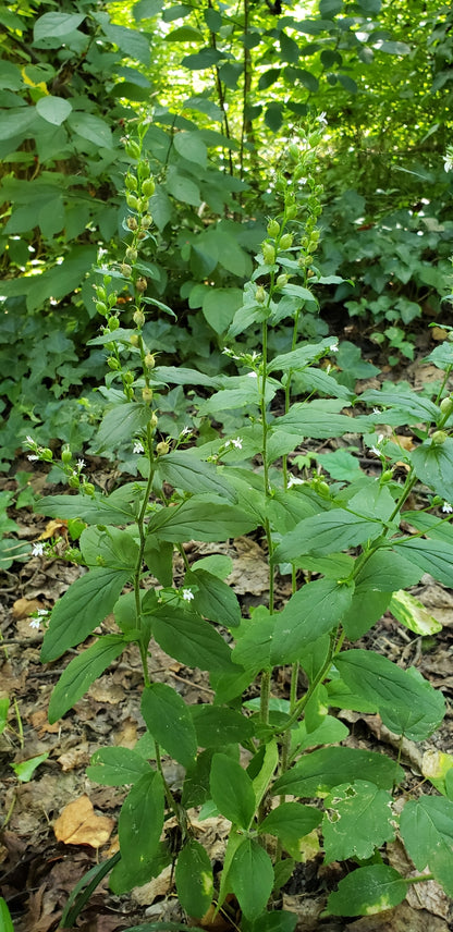 Lobelia inflata