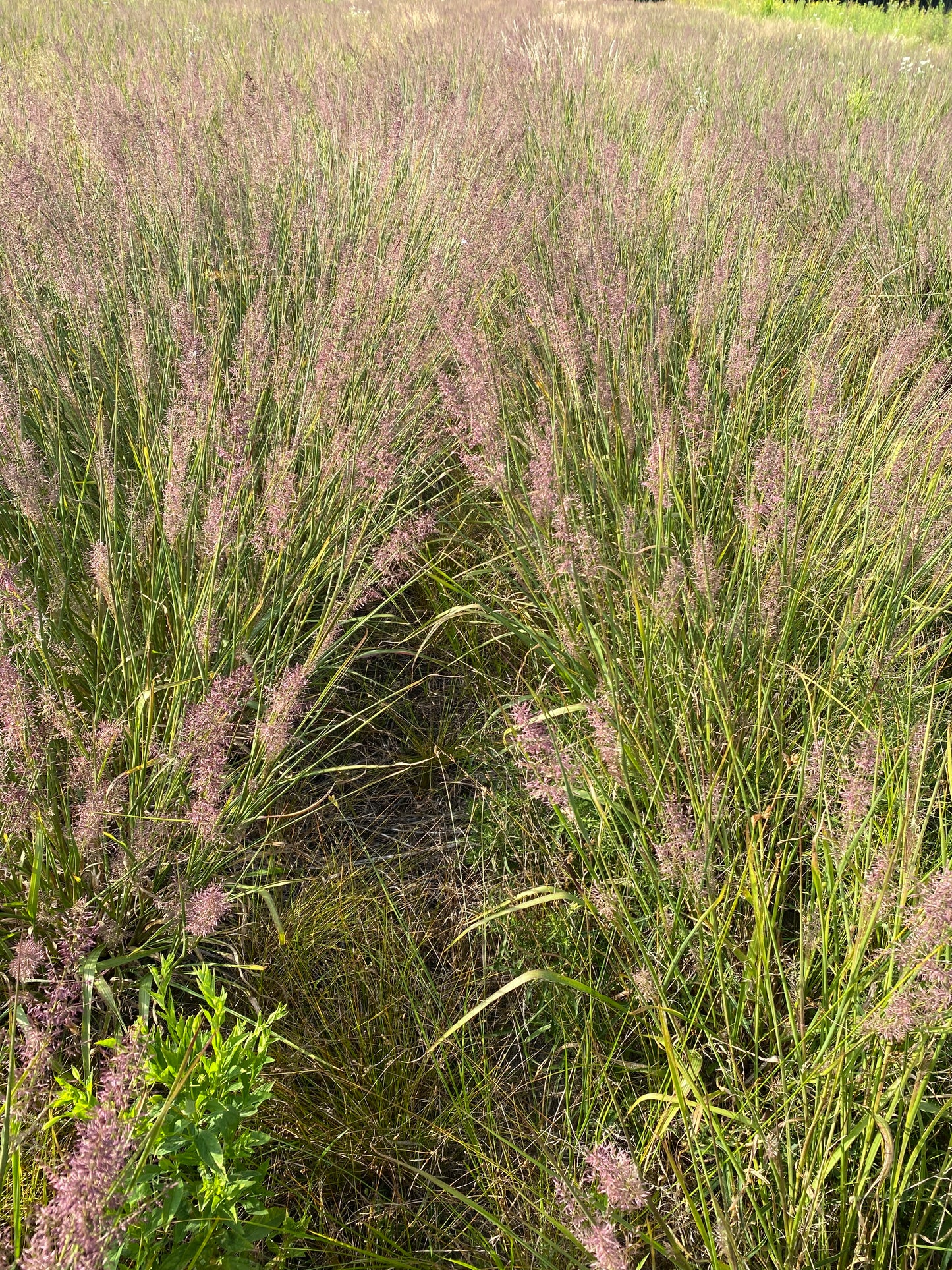 Panicum rigidulum