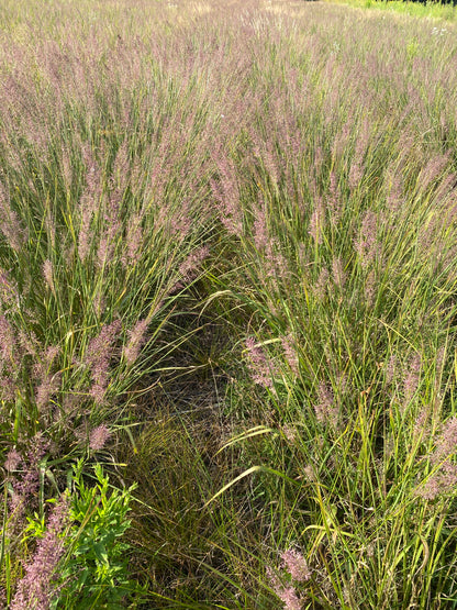 Panicum rigidulum