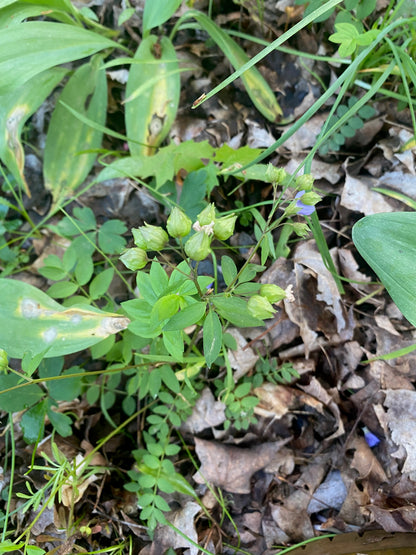 Polemonium reptans