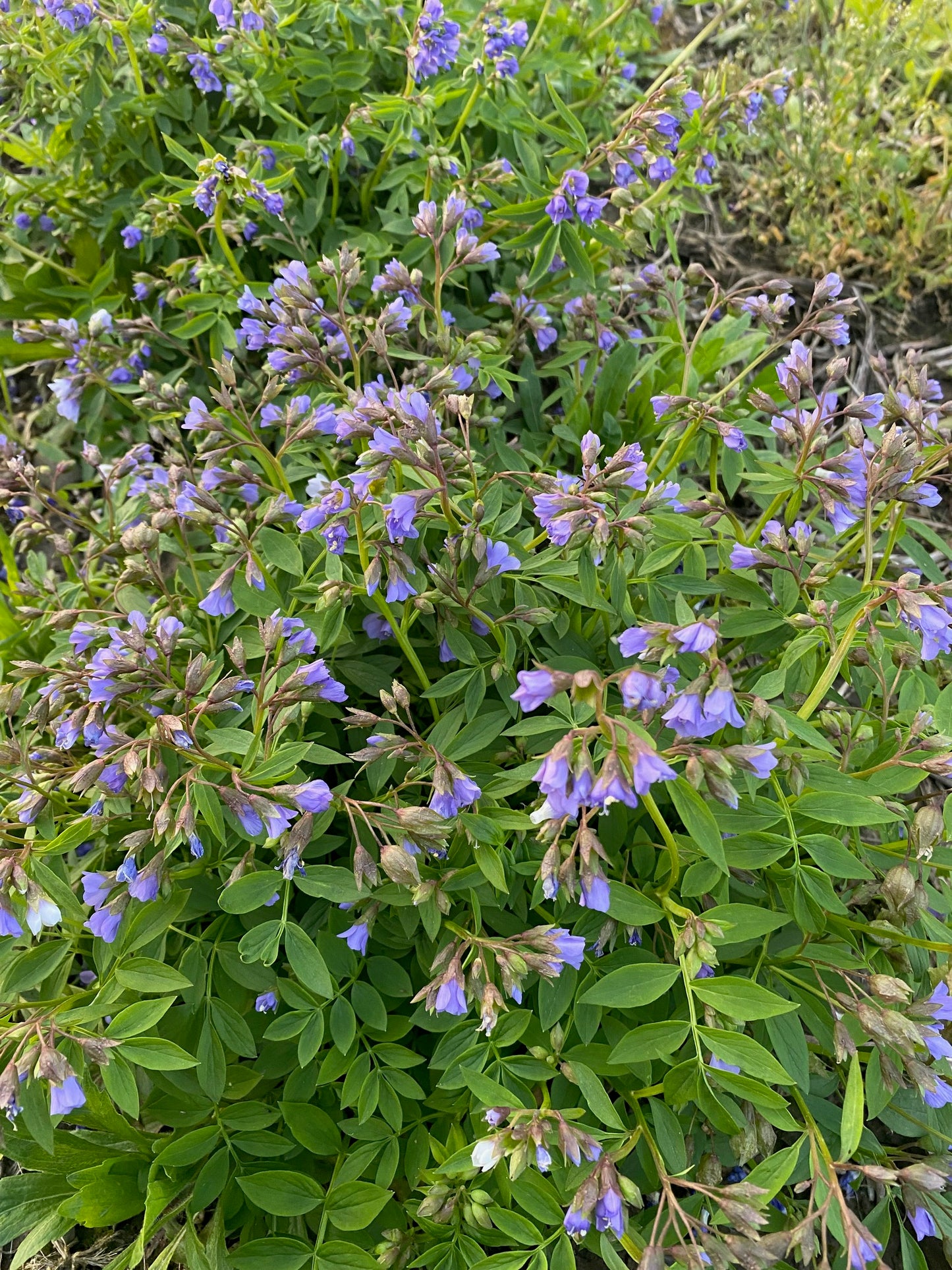 Polemonium reptans