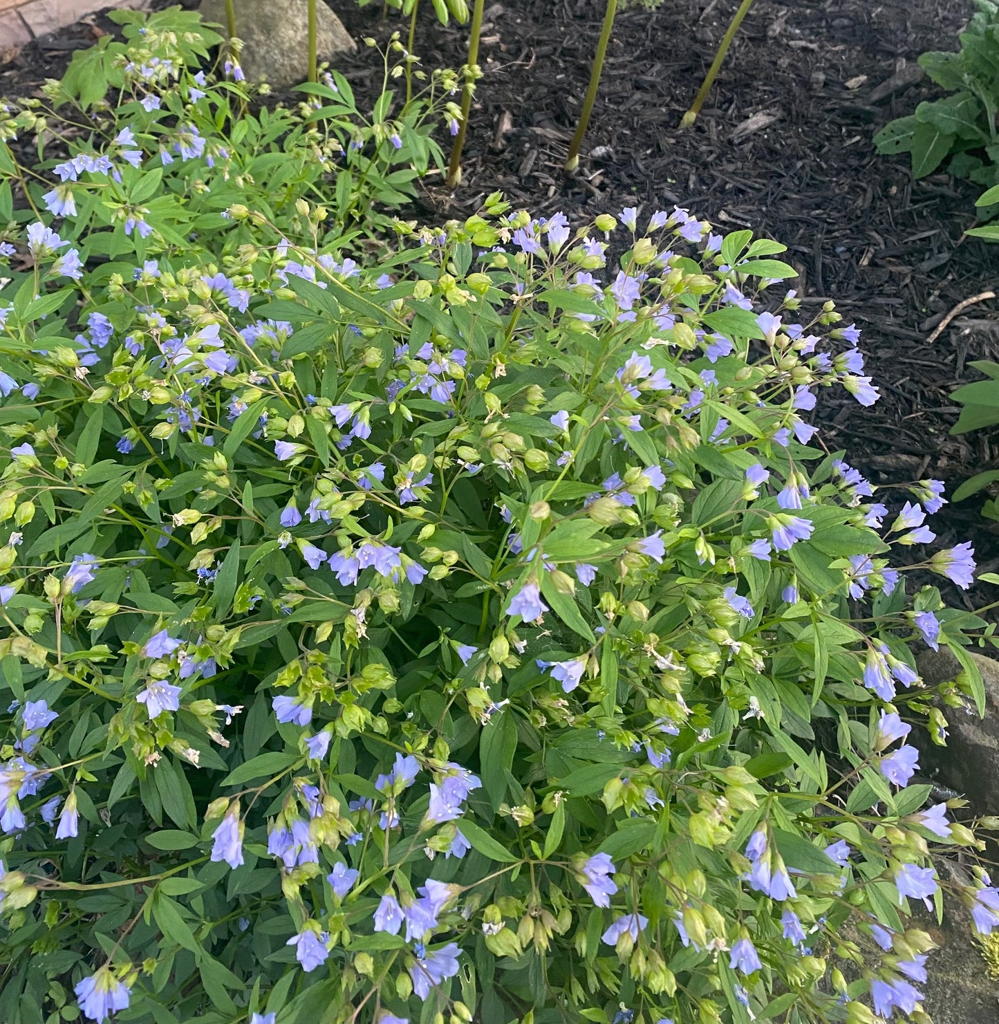 Polemonium reptans