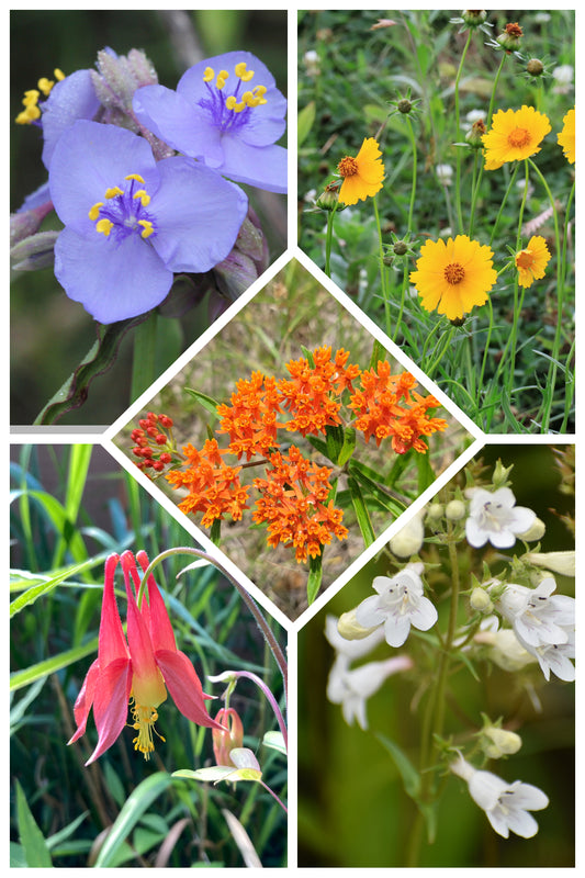 Prairie Spark Long-Bloom Native Mix