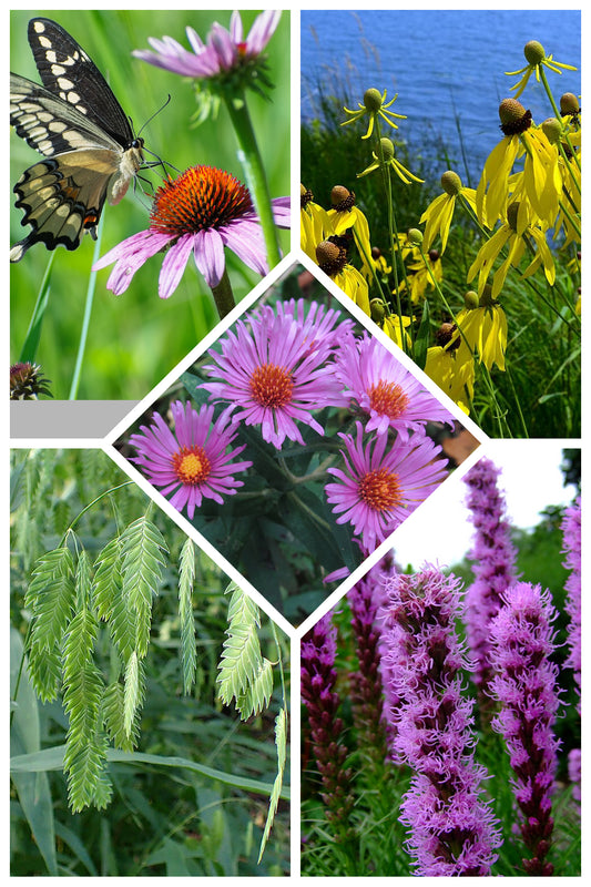 Prairie Glow Long-Bloom Native Mix