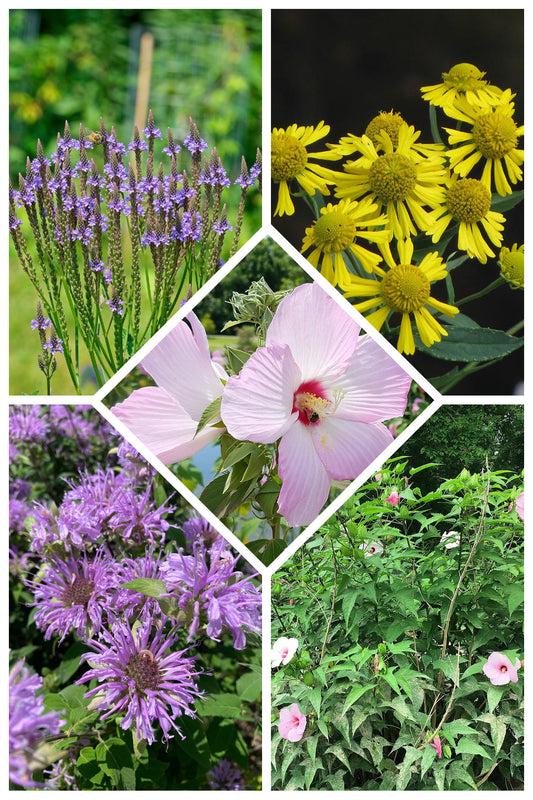 Prairie Ripple Long-Bloom Native Mix