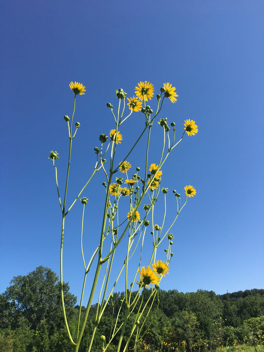 Silphium terebinthinaceum