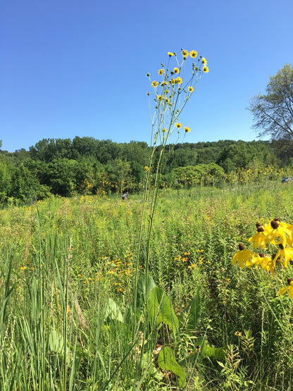 Silphium terebinthinaceum