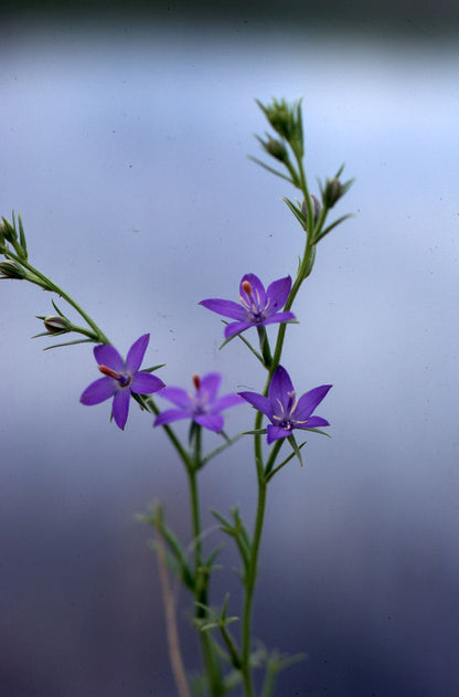 Triodanis perfoliata