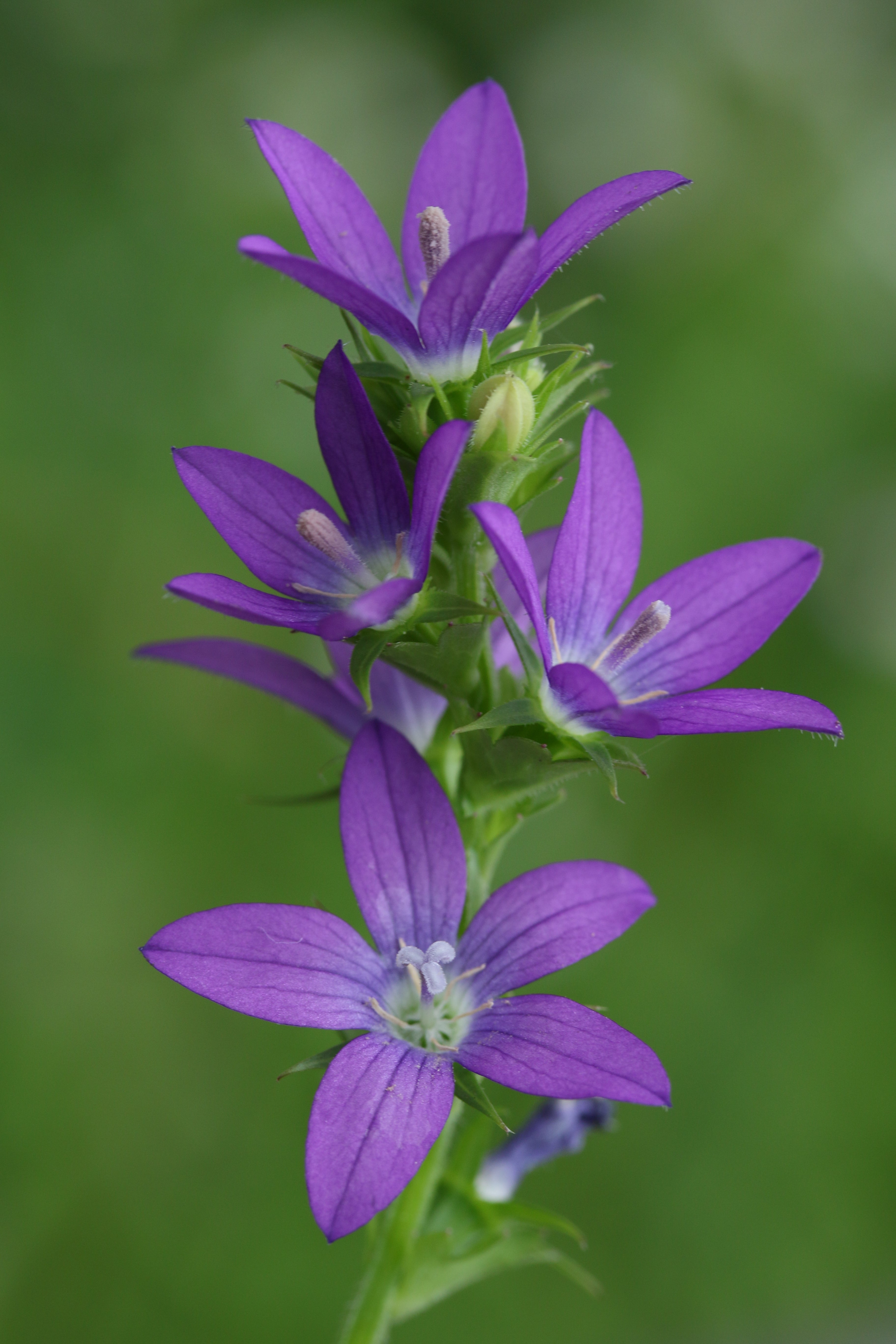 Triodanis perfoliata Venus' Looking Glass Native Seeds for Sale