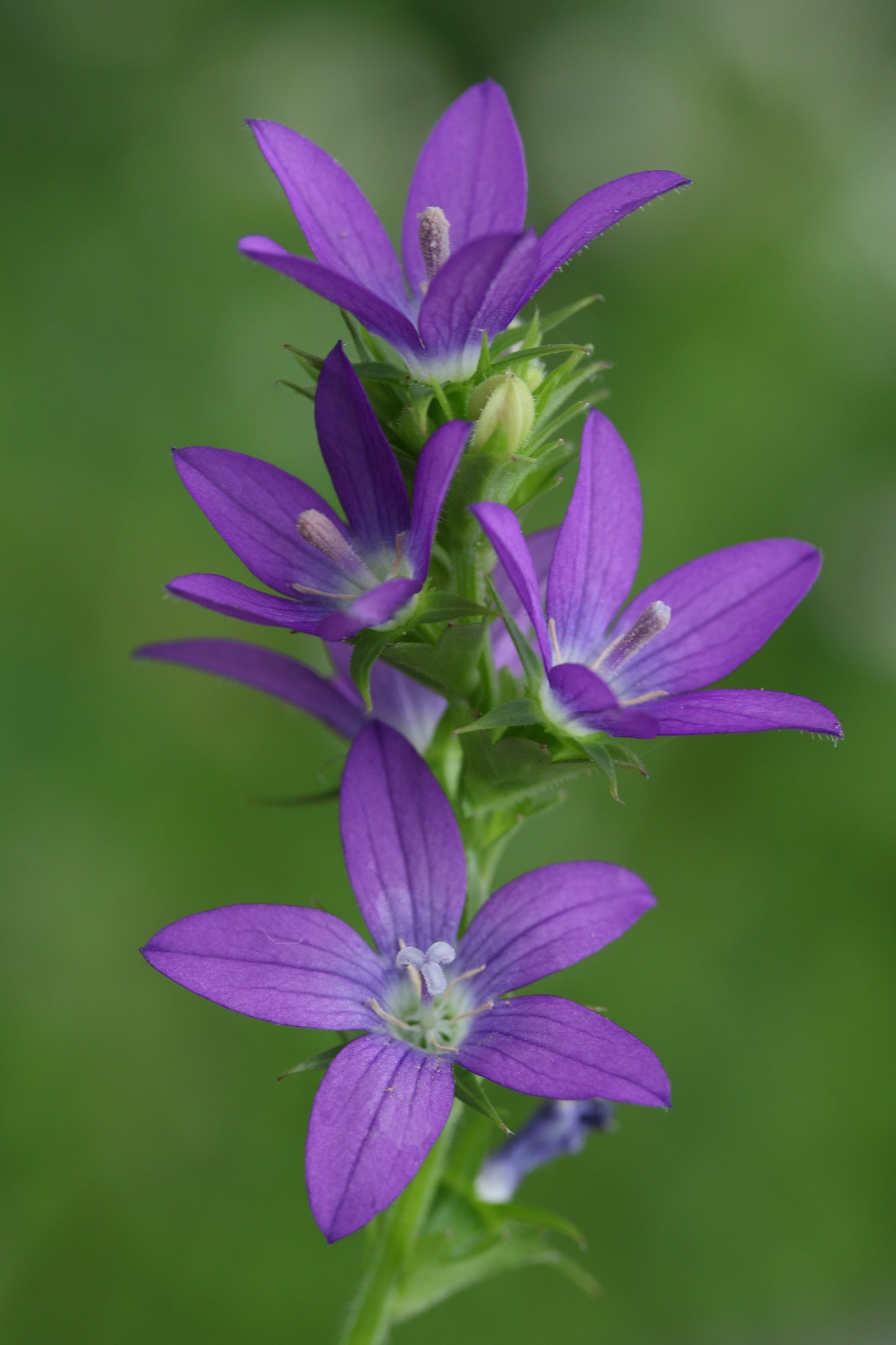 Triodanis perfoliata