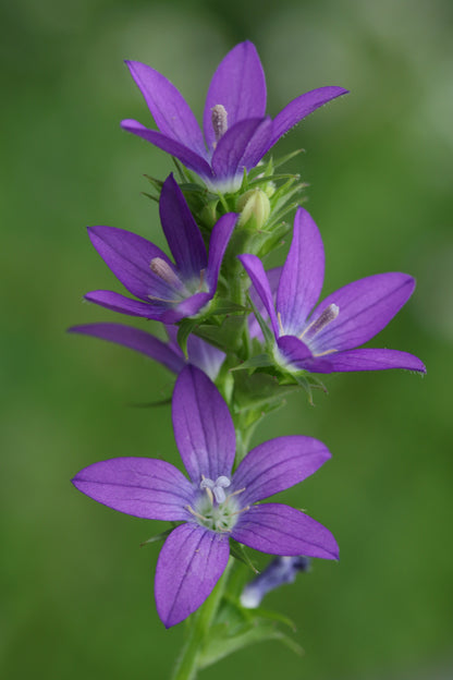 Triodanis perfoliata