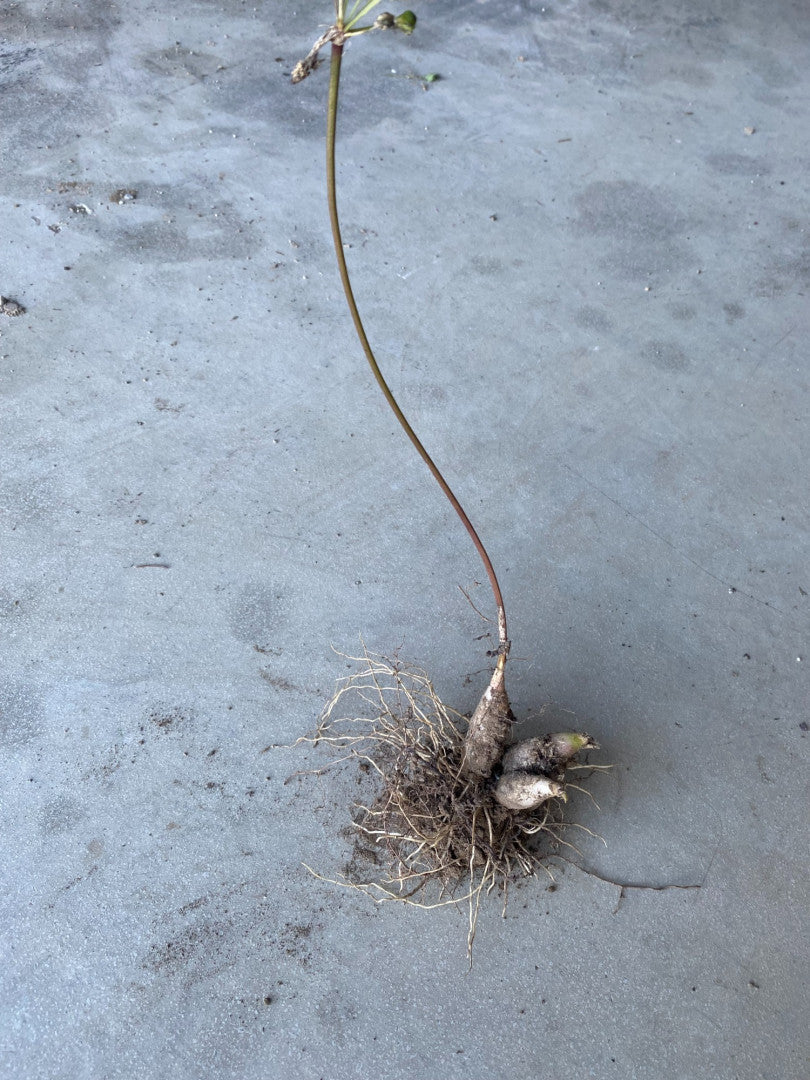 Ohio Native Plant Roots Native Plant Seeds & Mixes | Ohio Native Ecotype Seeds – Native BEE ...