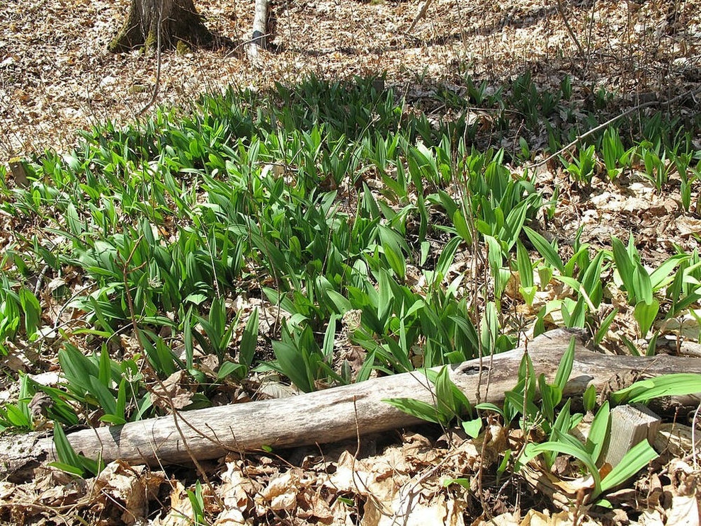 Allium tricoccum Wild Leek Native Seeds for Sale – Native BEE-Ginnings