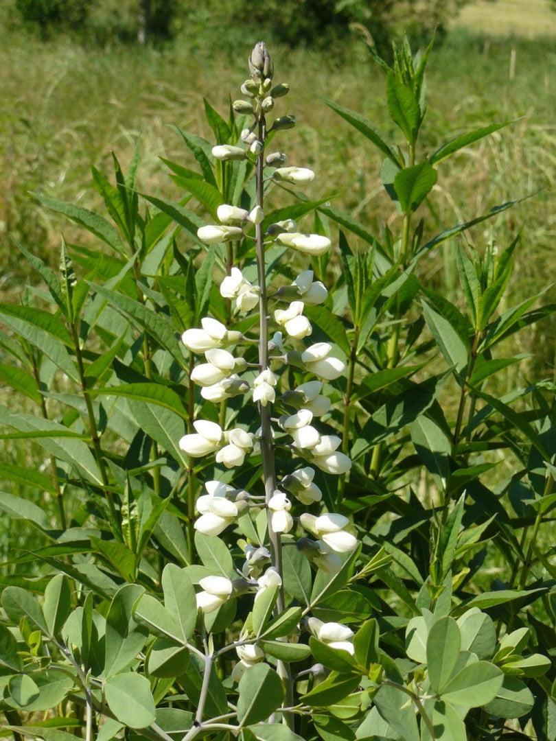 Baptisia alba - Native BEE-Ginnings