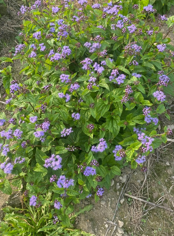 Conoclinium coelestinum Blue Mistflower Native Seeds for Sale – Native ...