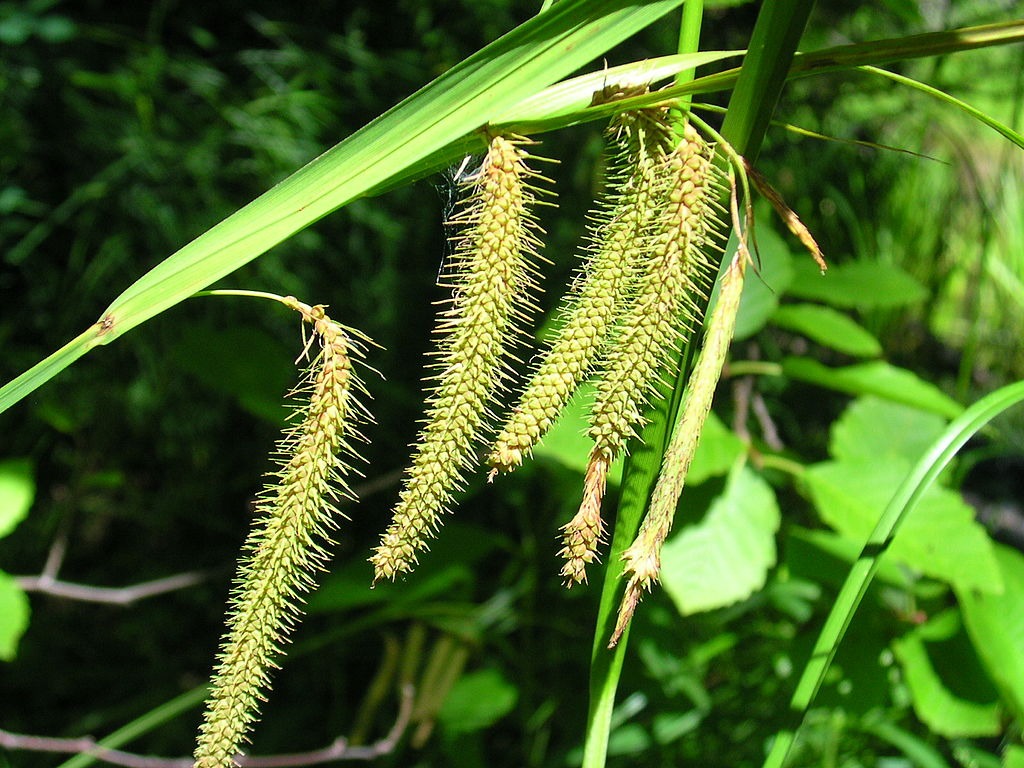 Carex crinita Fringed Sedge Native Wildflower Seeds for Sale