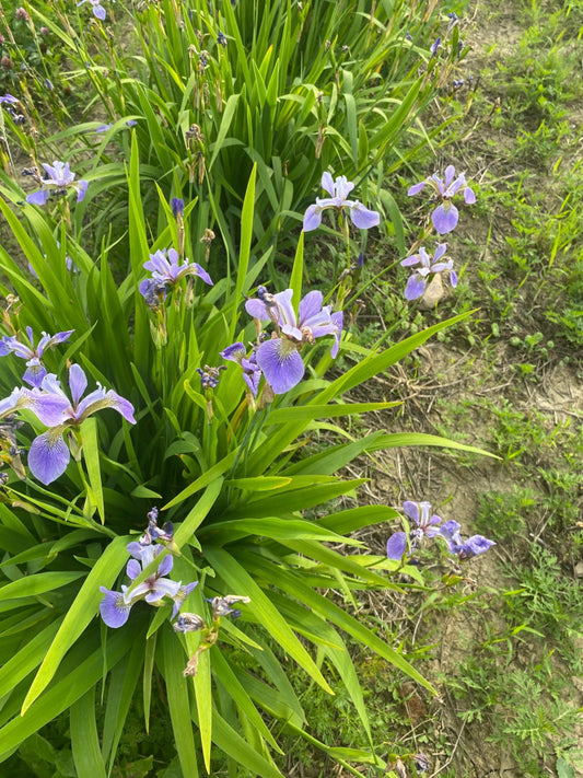 Iris versicolor - Native BEE-Ginnings