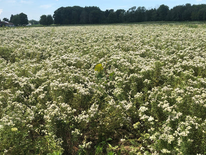 Pycnanthemum virginianum - Native BEE-Ginnings