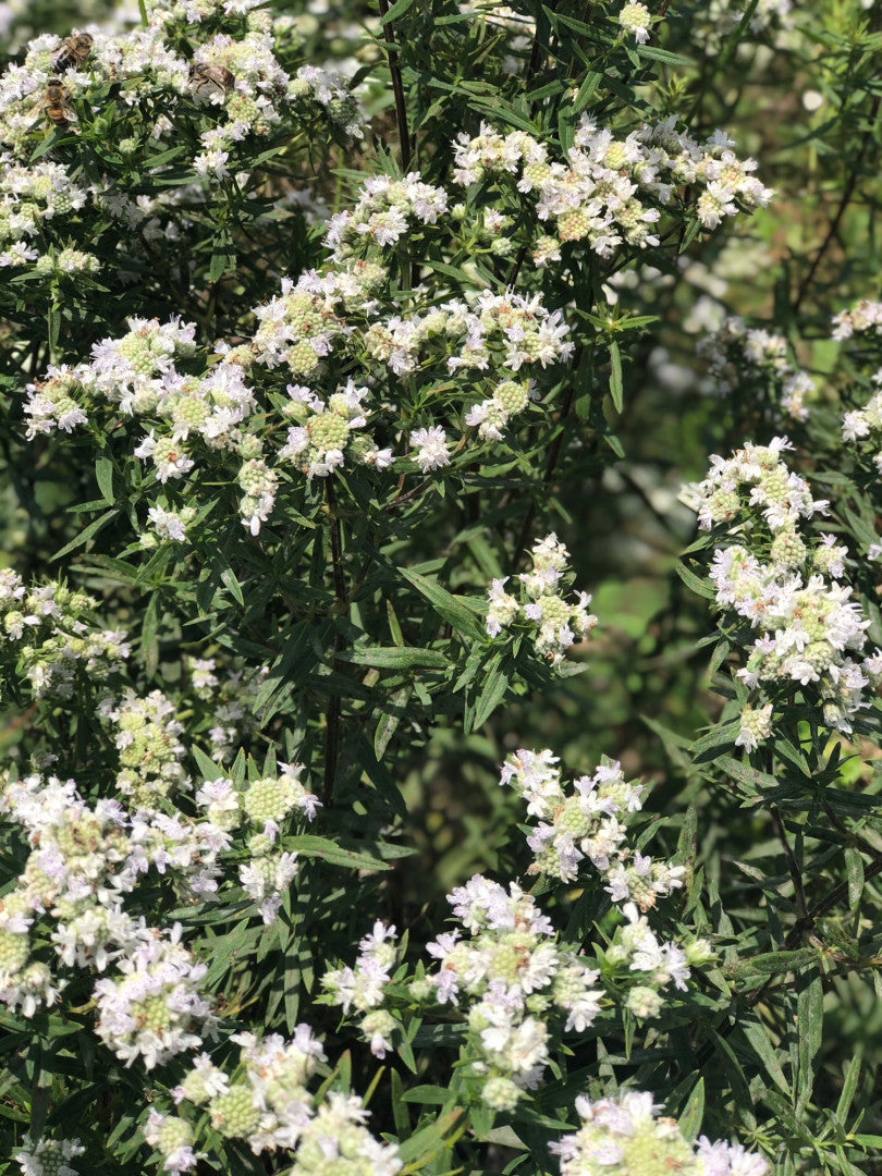 Pycnanthemum virginianum - Native BEE-Ginnings