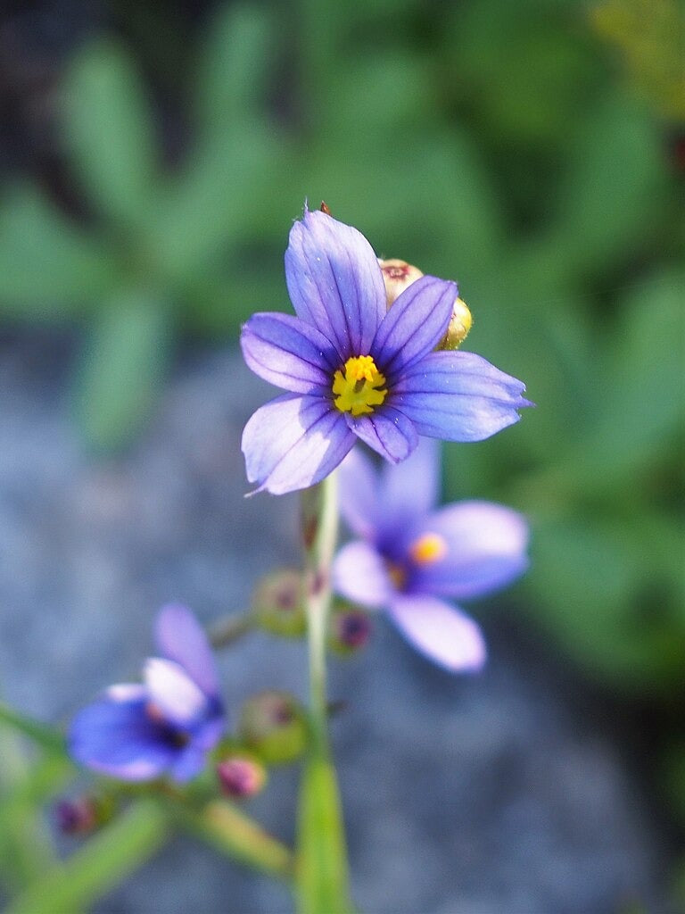 Sisyrinchium angustifolium - Native BEE-Ginnings