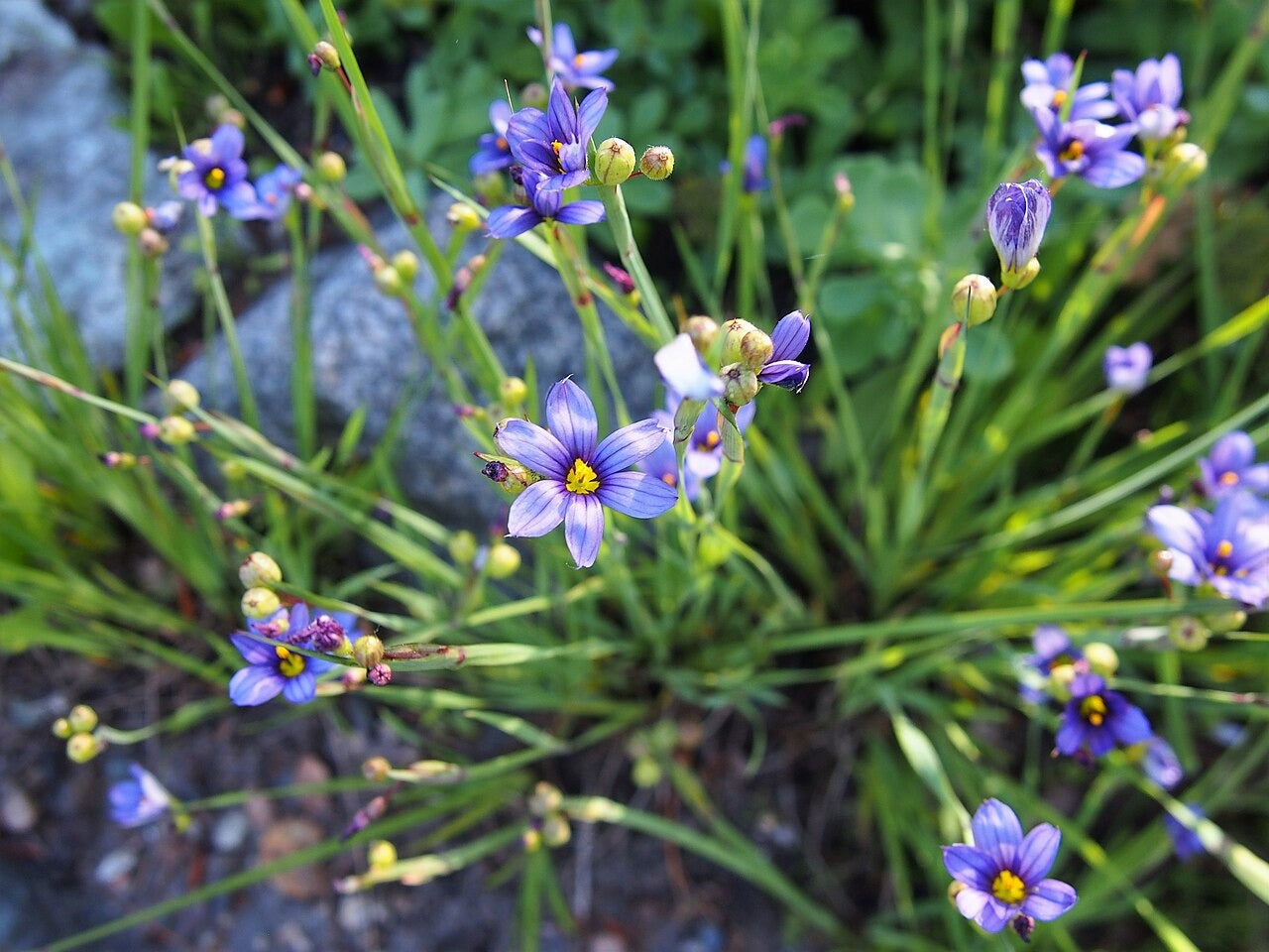 Sisyrinchium angustifolium - Native BEE-Ginnings